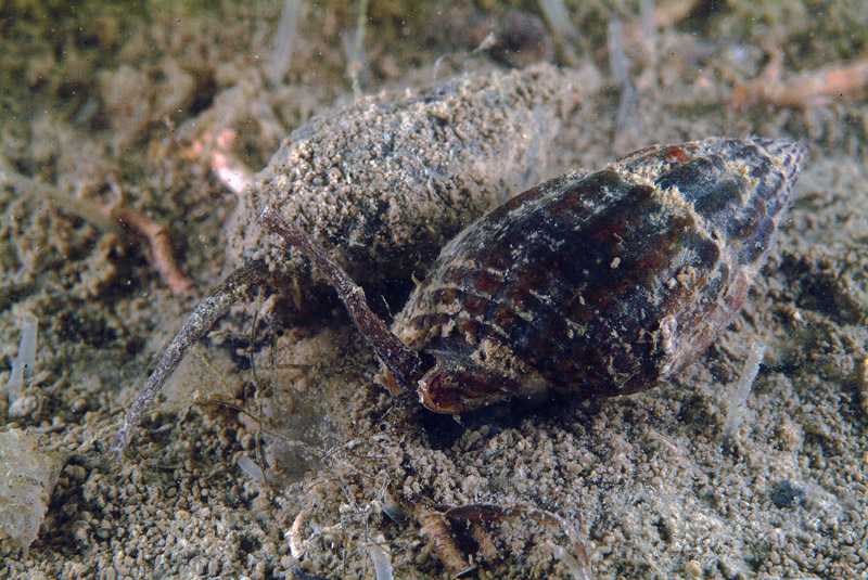 Nassarius nitidus